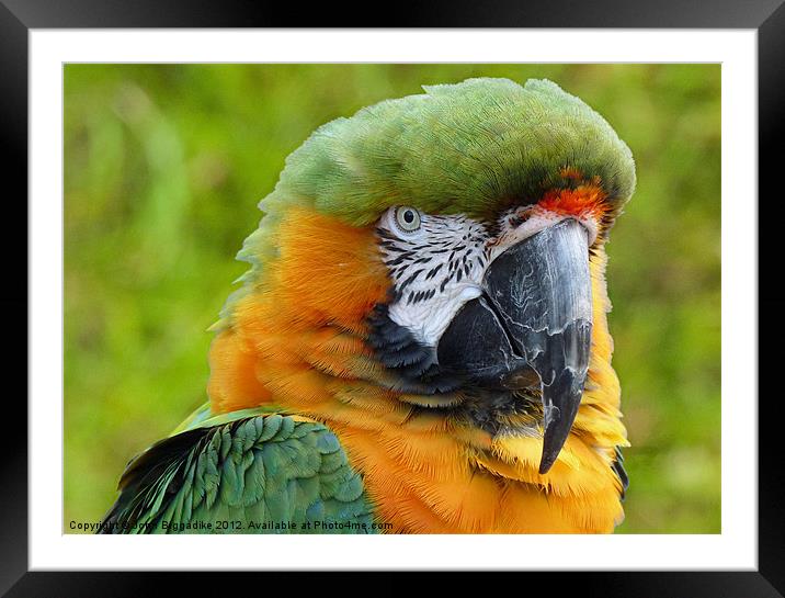 Hybrid Macaw 2 Framed Mounted Print by John Biggadike