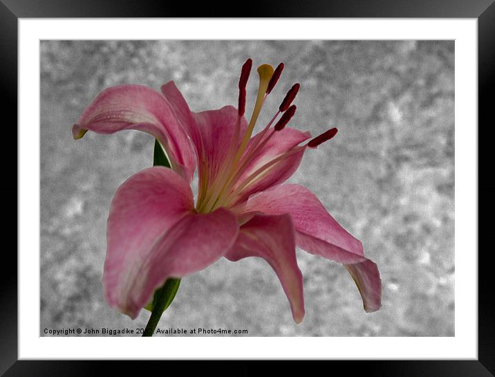 Day Lily flower head 2 Framed Mounted Print by John Biggadike