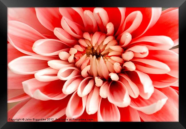 Pink Chrysanthemum from above Framed Print by John Biggadike