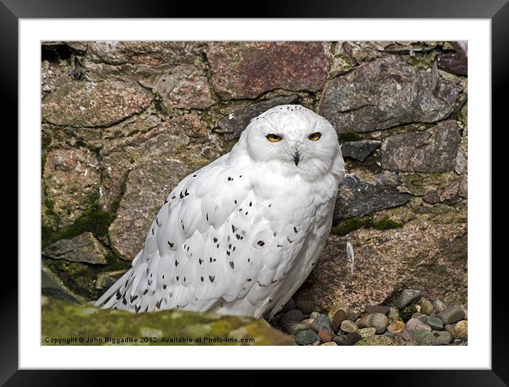 Snowy Owl 2 Framed Mounted Print by John Biggadike