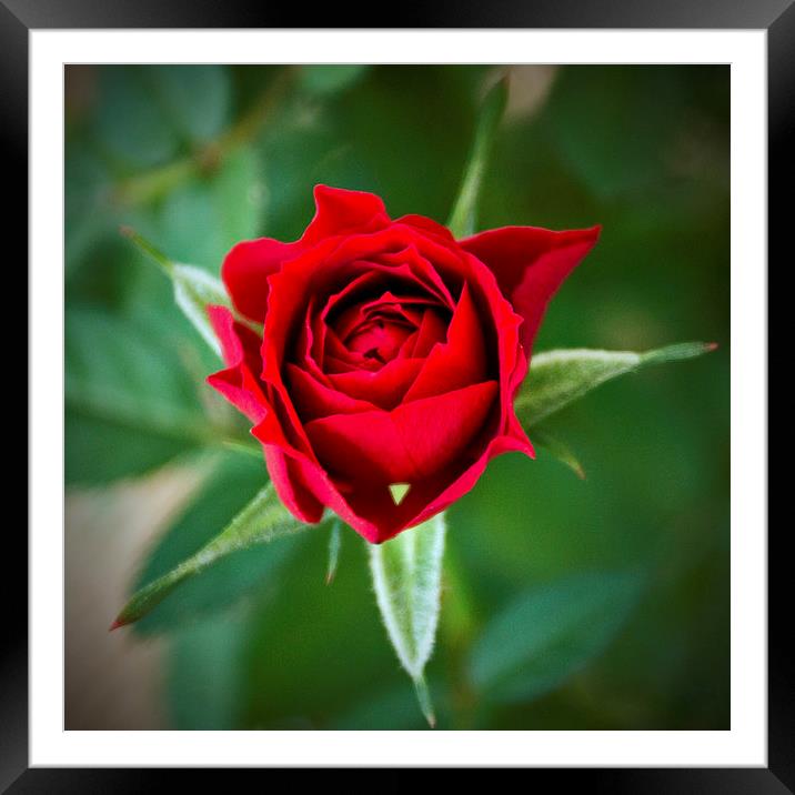 A Rose for My Rose Framed Mounted Print by John Biggadike