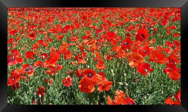  Poppies Framed Print by John Biggadike