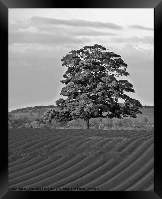 Solitary Tree Framed Print by John Biggadike