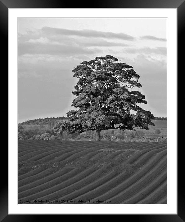 Solitary Tree Framed Mounted Print by John Biggadike