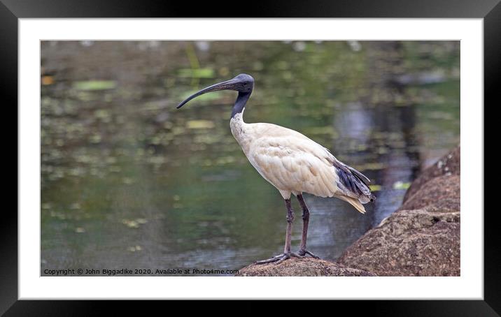 Australian white ibis Framed Mounted Print by John Biggadike
