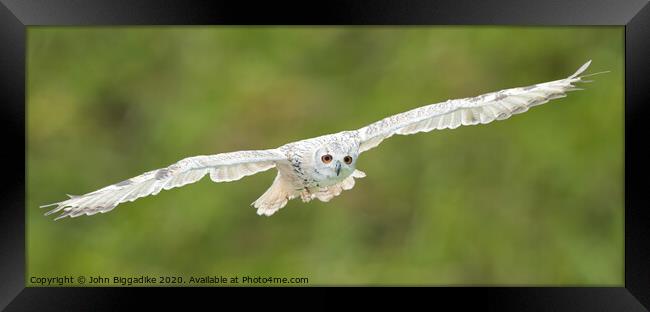 Snowy Owl in flight Framed Print by John Biggadike