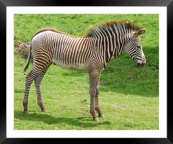 Baby Zebra Framed Mounted Print by John Biggadike