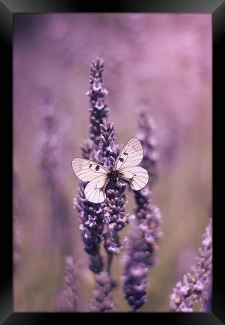 Butterfly on Lavender Framed Print by Vikki Davies