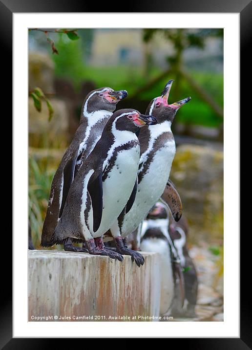 Pick Up A Penguin Framed Mounted Print by Jules Camfield
