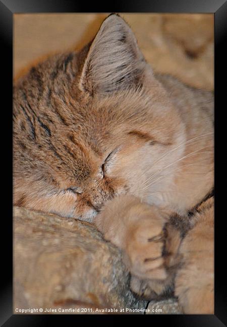 Sleeping Sand Cat Framed Print by Jules Camfield