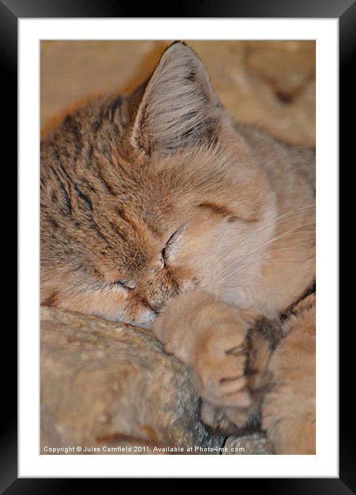 Sleeping Sand Cat Framed Mounted Print by Jules Camfield