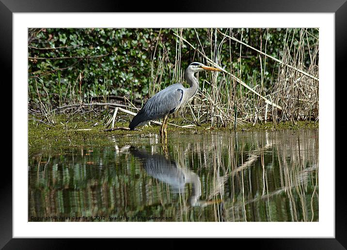 Mr Heron Framed Mounted Print by Jules Camfield