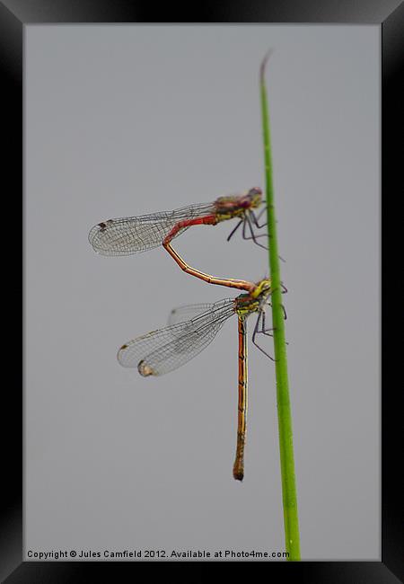 Dragonflies Framed Print by Jules Camfield