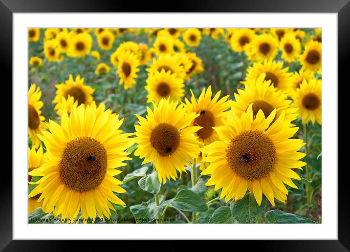 Sunflowers Framed Mounted Print by Jules Camfield