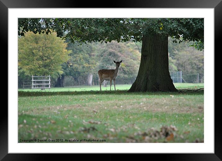 Are you loooking at me Framed Mounted Print by Daniel Gray