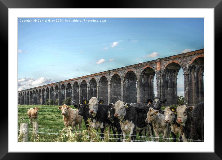  HDR Cows Under The Arches Framed Mounted Print by Daniel Gray