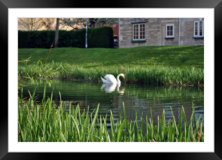 Spring Swan Framed Mounted Print by Daniel Gray
