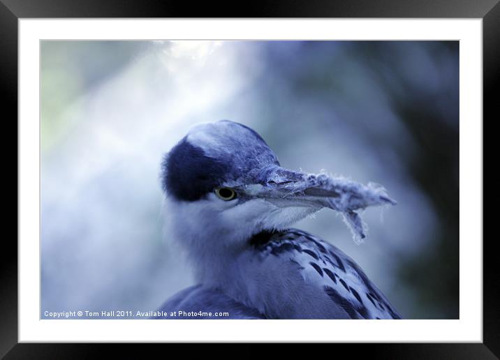 Heron Framed Mounted Print by Tom Hall