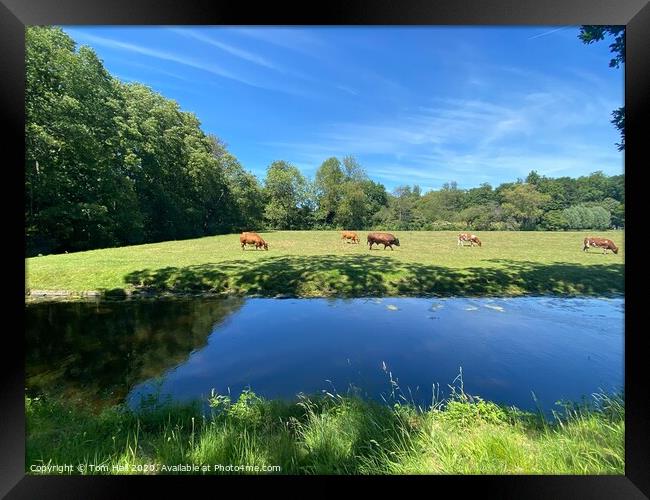 A walk in nature Framed Print by Tom Hall