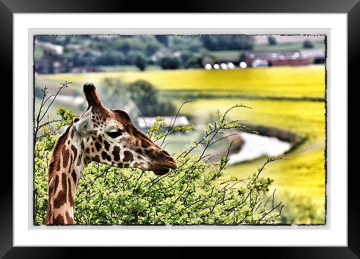 Sticking out Framed Mounted Print by Tom Hall