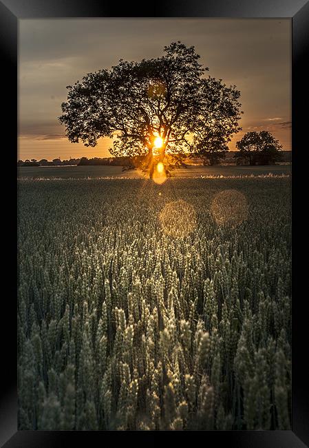 Tree of Light Framed Print by Lee Morley