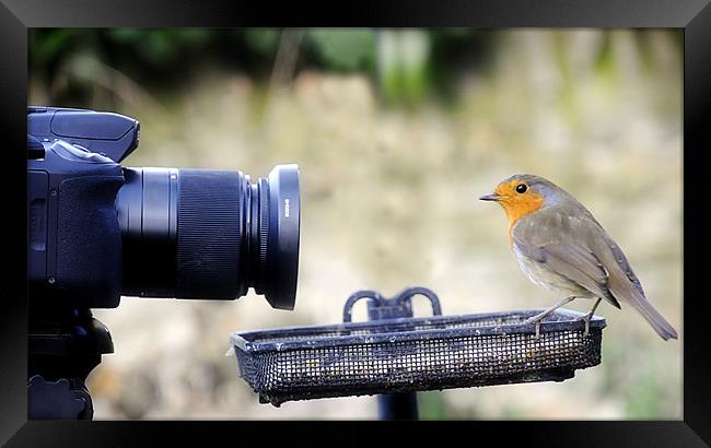 Watch The Birdie Framed Print by Lee Morley