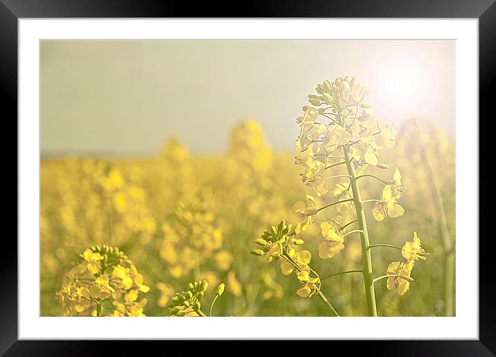 Fields of Gold Framed Mounted Print by Lee Morley