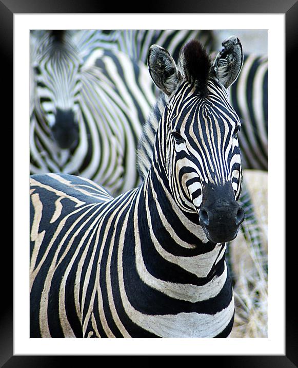Zebra Framed Mounted Print by Lee Morley