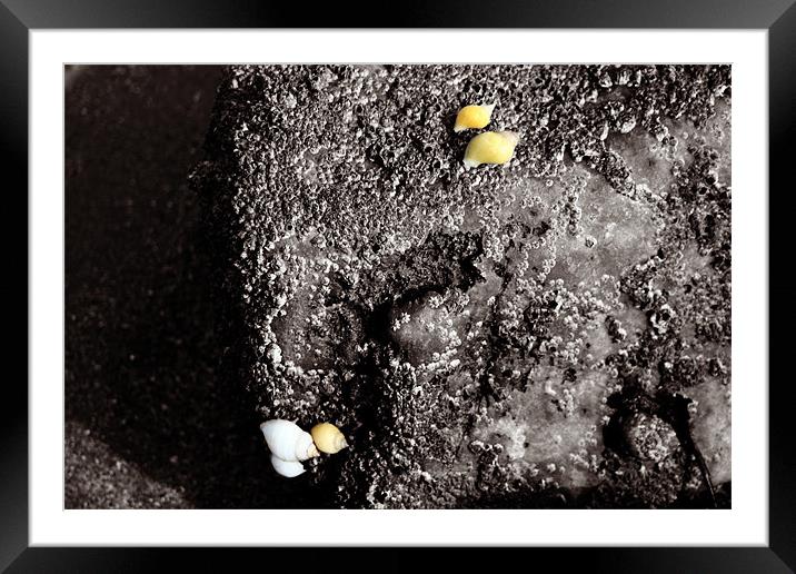 Yellow Shells Black and White Framed Mounted Print by Dan Davidson