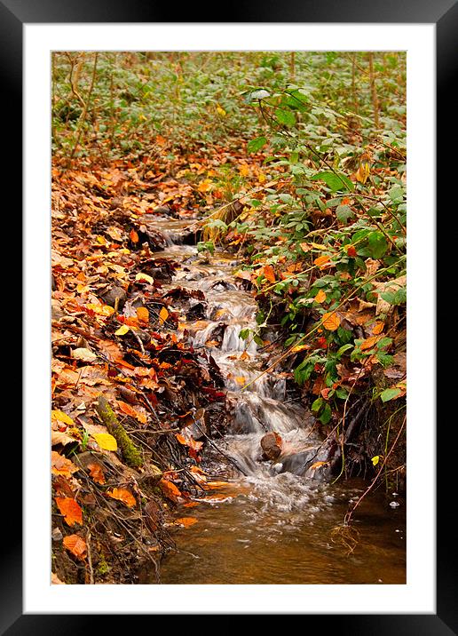 Autumn Stream Framed Mounted Print by Dan Davidson