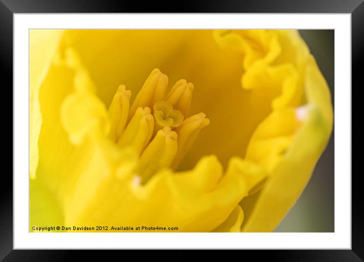 Daffodil Extreme Close Up Macro Framed Mounted Print by Dan Davidson