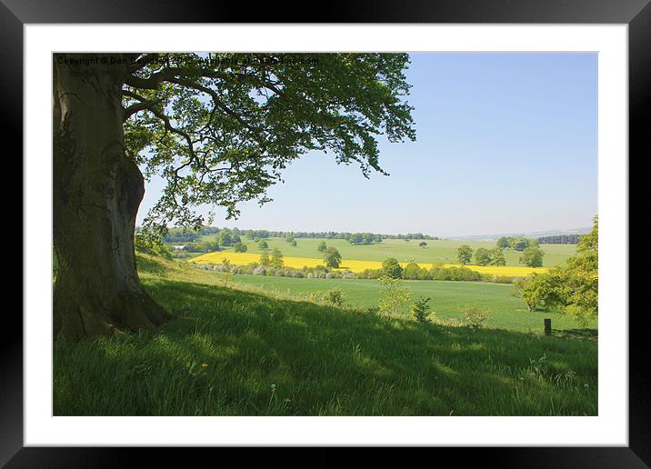 Easy Summer Yorkshire Framed Mounted Print by Dan Davidson