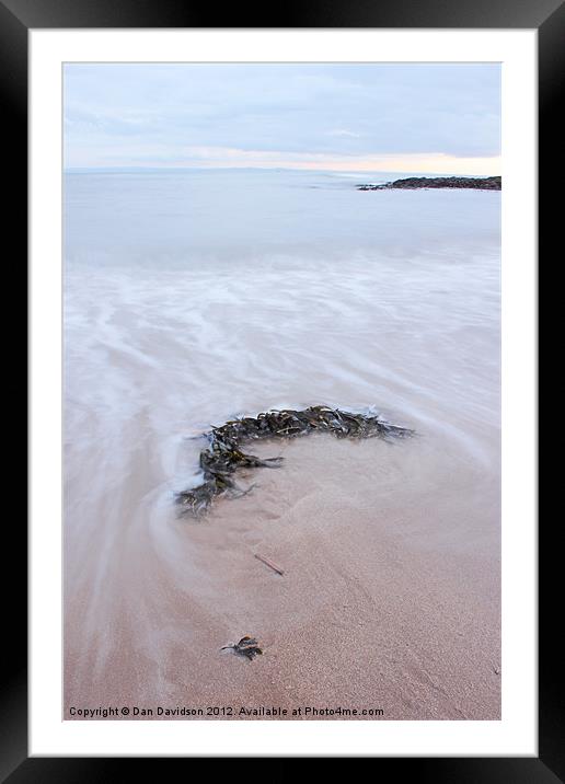 Seaweed at Bracelet Bay Framed Mounted Print by Dan Davidson