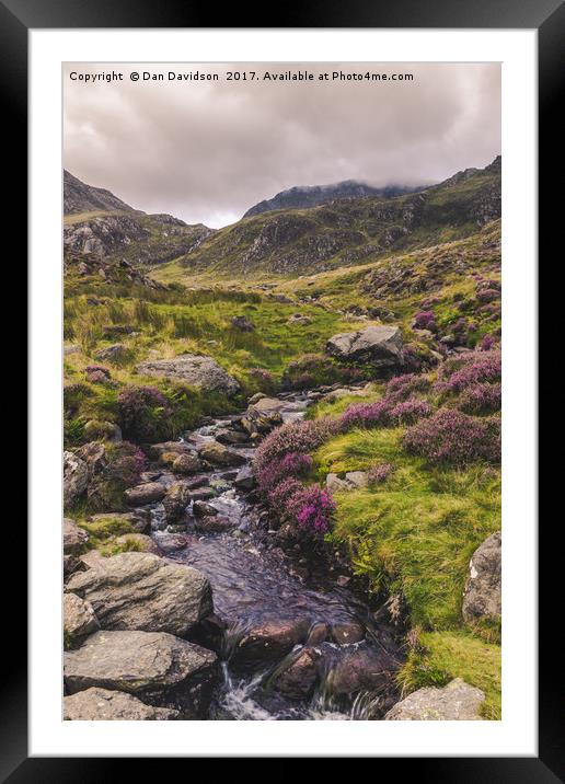 Heather in Snowdonia Framed Mounted Print by Dan Davidson