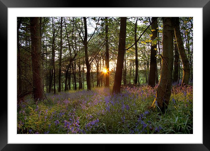 Bluebell Sundown Framed Mounted Print by Wayne Shipley