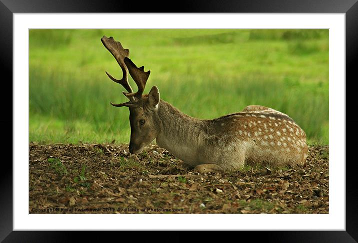 Deer Stag Framed Mounted Print by R K Photography