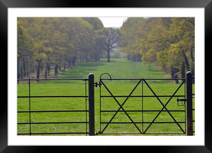Avenue of nature Framed Mounted Print by Mike Houghton
