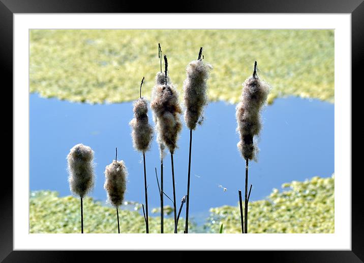 By the pond Framed Mounted Print by Mike Houghton