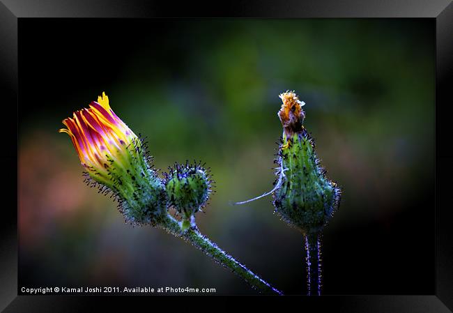 wild and beautiful Framed Print by Kamal Joshi