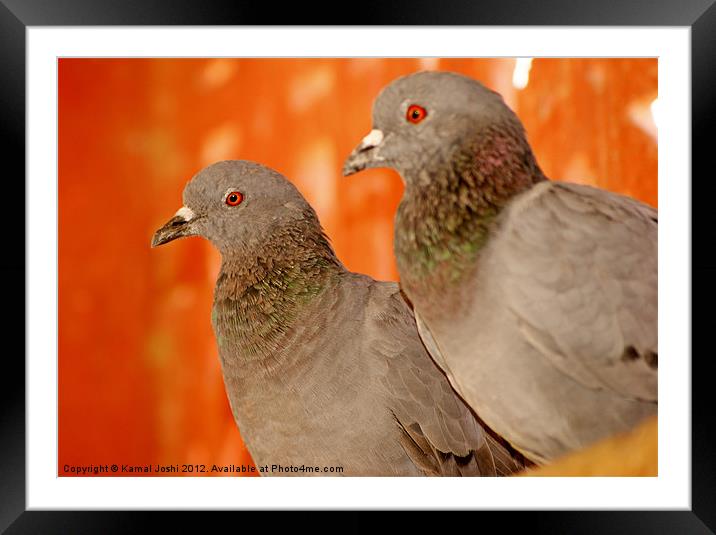 wild pigeons Framed Mounted Print by Kamal Joshi