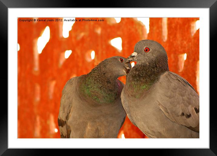 wild pigeons Framed Mounted Print by Kamal Joshi