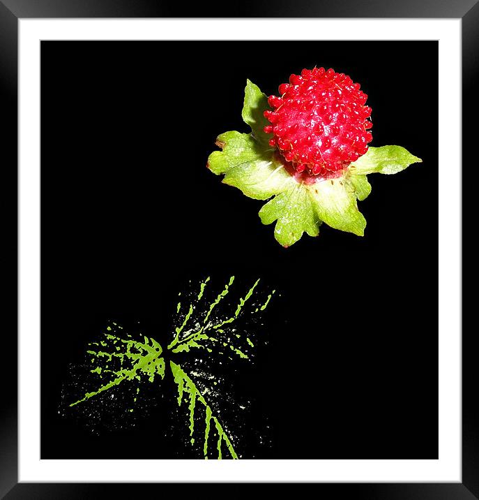 wild berry Framed Mounted Print by Kamal Joshi