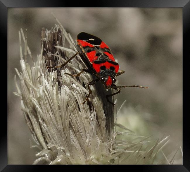 red bug Framed Print by Kamal Joshi