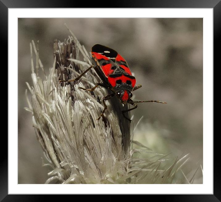 red bug Framed Mounted Print by Kamal Joshi