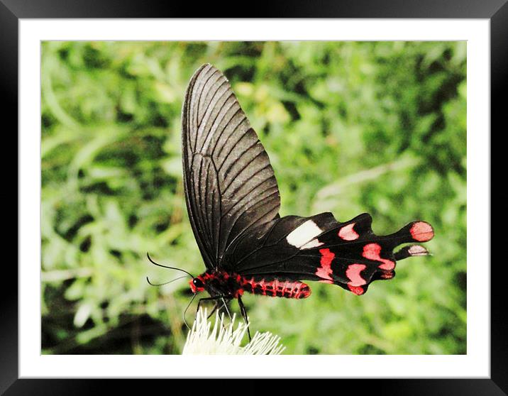 butterfly 2 Framed Mounted Print by Kamal Joshi