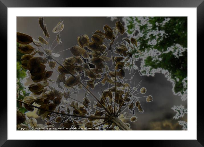 Flower Seeds Framed Mounted Print by Heather Goodwin