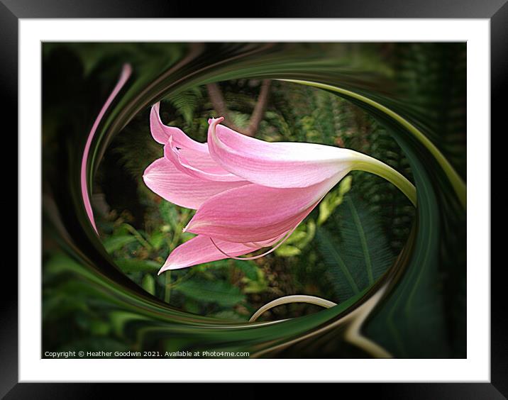 In the Pink Framed Mounted Print by Heather Goodwin