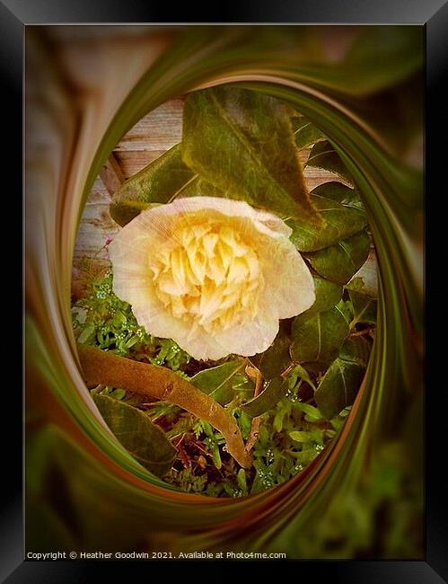 Camelia Framed Print by Heather Goodwin