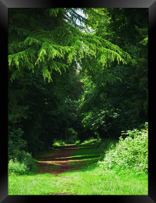 Woodland path Kingsweston. Framed Print by Heather Goodwin