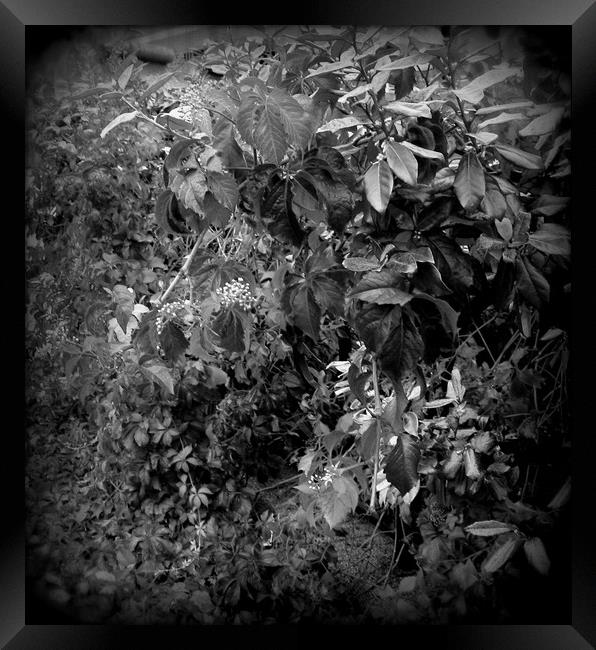 The Dark Vine. Framed Print by Heather Goodwin